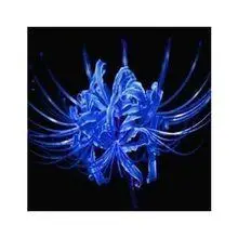 克莱茵蓝 (蓝色彼岸花) 诈情,骗爱