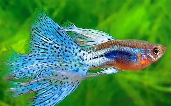 性情温和的热带鱼类孔雀鱼图片分享