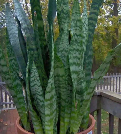 虎尾兰叶色暗淡,给它补上2种肥,叶子鲜亮又挺拔