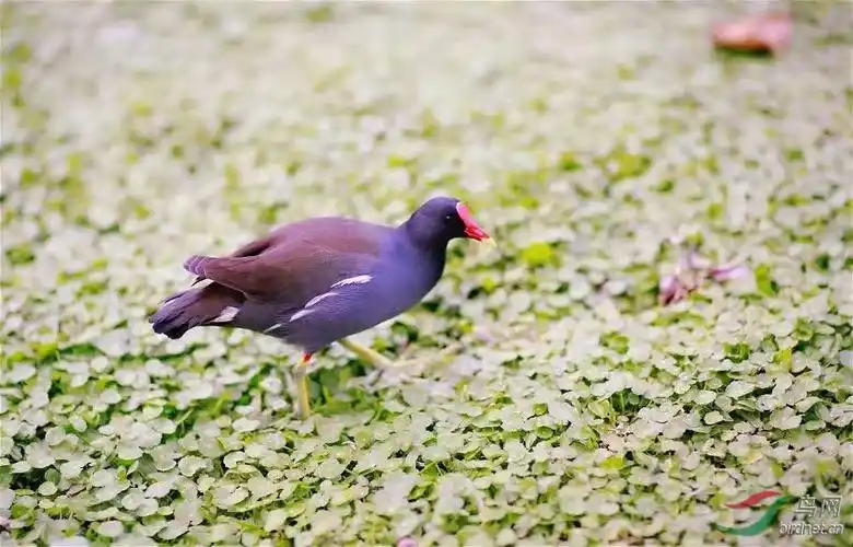 红嘴水鸡