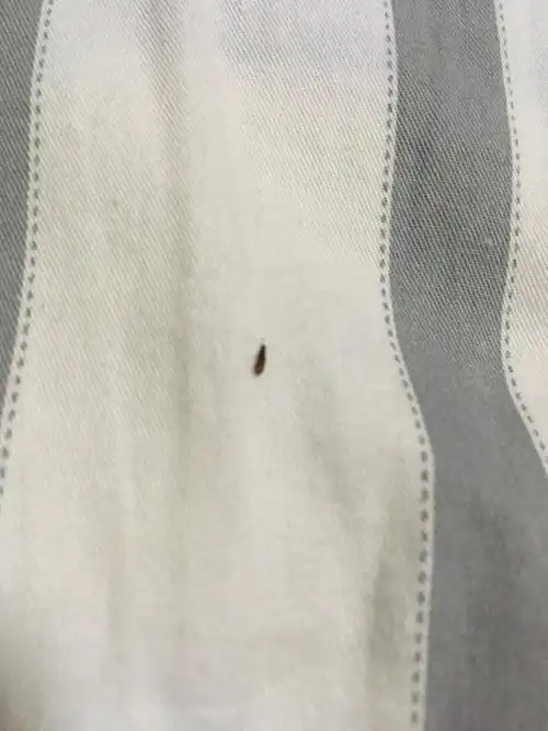 最近床上出现了这样的虫子,有好几只,但是不知道到底是什么,咬不咬人