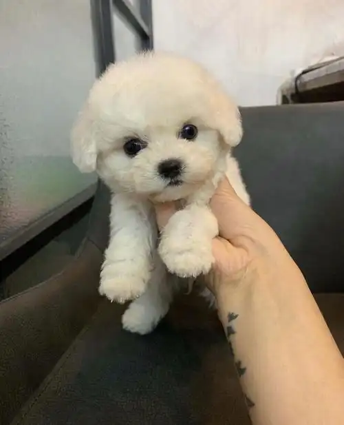 敲可爱的小奶狗#路边小狗的名字取决于朋友