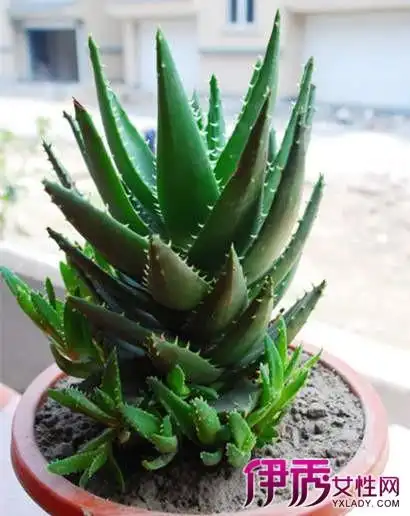【图】芦荟怎么养活呢 详细介绍栽培芦荟的10个要点