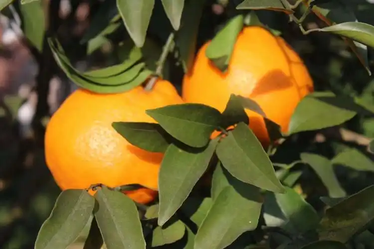 【原产地发货,现摘现发】59/69元抢资中县龙山镇大雅1号耙耙柑8-9斤一