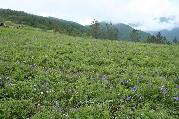桔梗的种植技术具体都有哪些