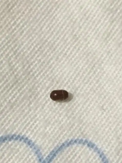 最近在床上发现的褐色的小虫子,是什么?有害吗?