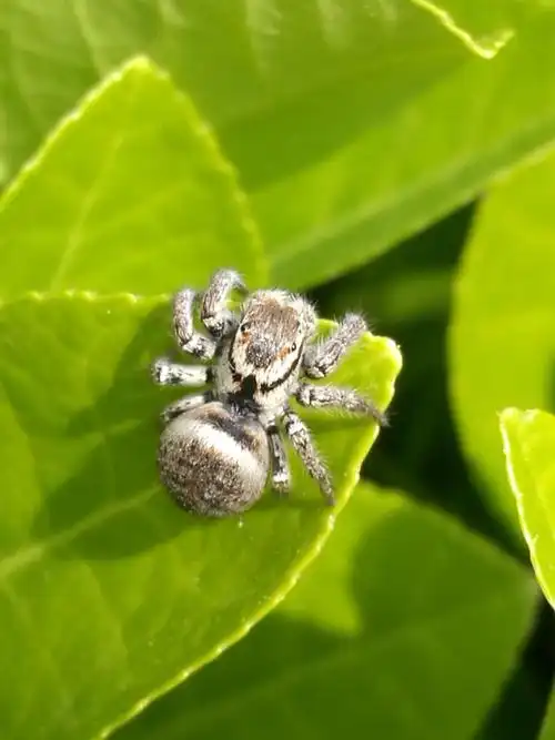 跳蛛是蜘蛛目中最大的科,体多短粗,扁平,善蹦跳,全球有3000多种.