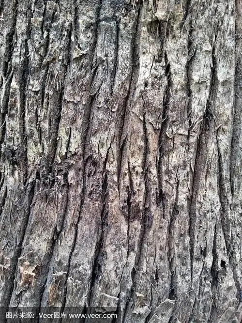 树皮纹理
