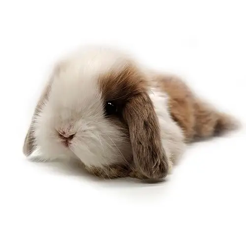 京选推荐兔子活物宠物兔活物垂耳兔活兔子宠物兔侏儒小兔小型迷你宠物