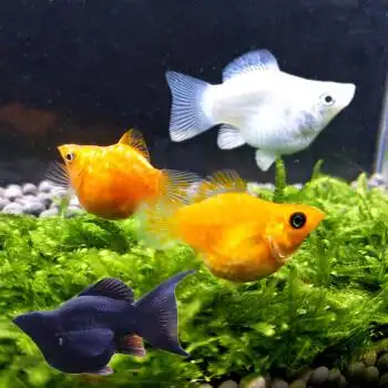 热带观赏鱼小型鱼胎生鱼红玛丽球鱼生小鱼好繁殖公母淡水活体23cm玛丽