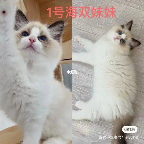 7只蓝双海双布偶猫猫蹲新家