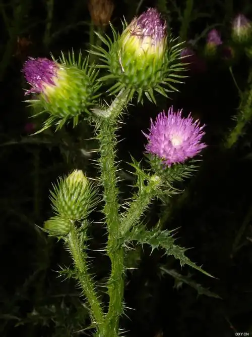【原创】带刺的花儿更娇媚