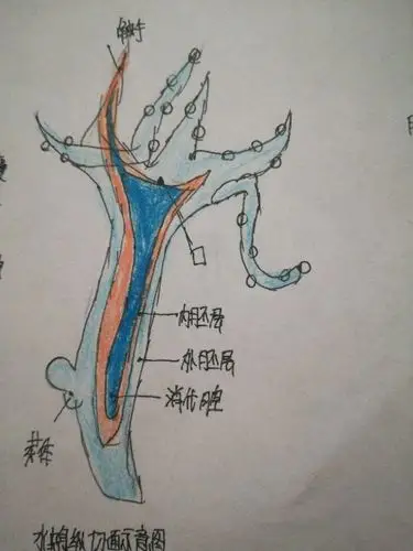 水螅(腔肠动物)结构示意图