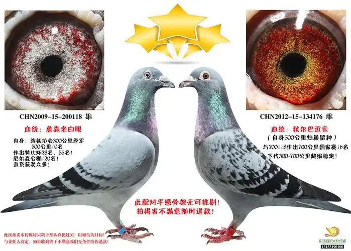 信鸽拍卖首页 拍卖专题 >> 查看拍卖商品 相关图片 目前尚无图片!