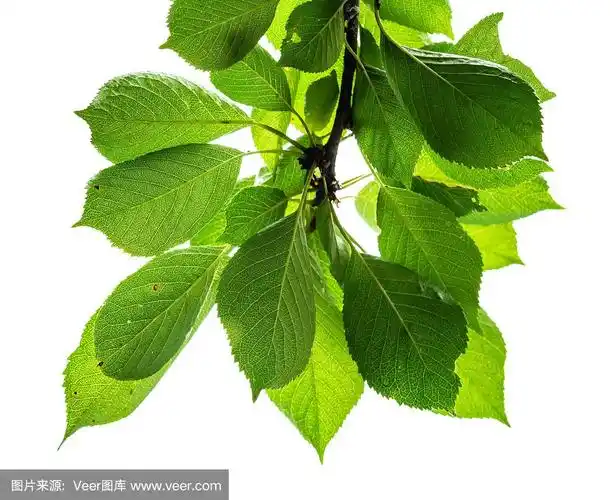 甜樱桃树的天然叶子剪下来