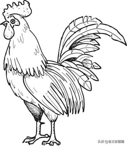 公鸡简笔画(小公鸡简单画法)
