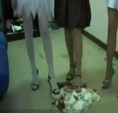 网络又现年轻女子高跟鞋踩踏小动物她们犯法吗