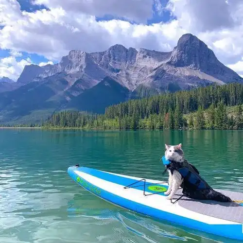 萌宠趣闻一个猫咪旅行家的日记