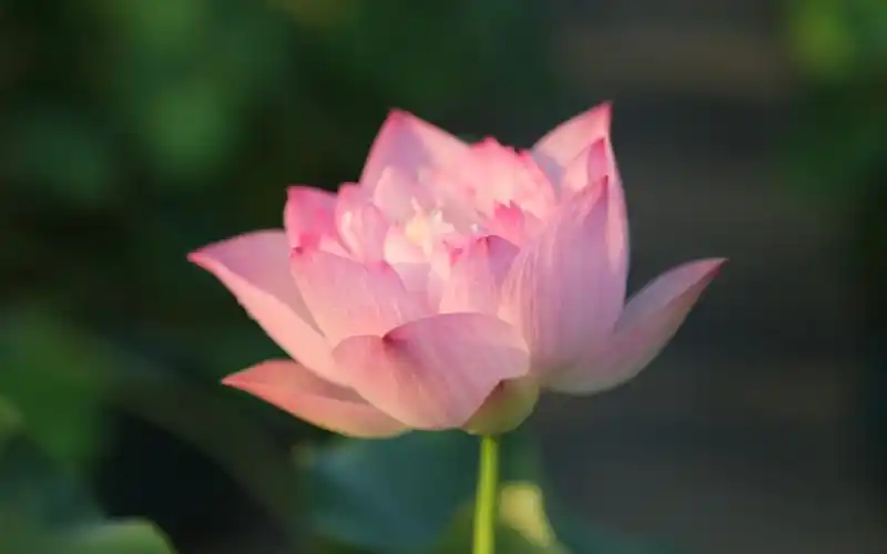 出淤泥而不染的荷花图片花的特写荷花莲花