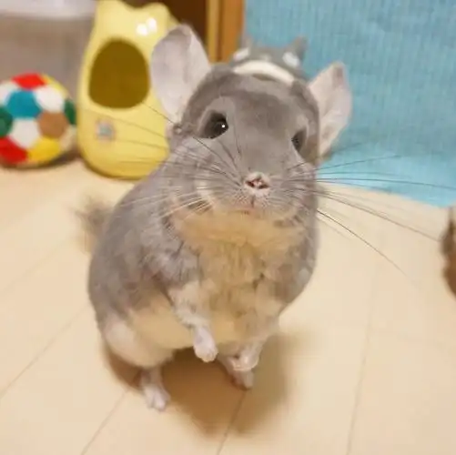 这只龙猫也好可爱!