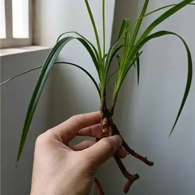 莲瓣兰矮种宽叶脱水草