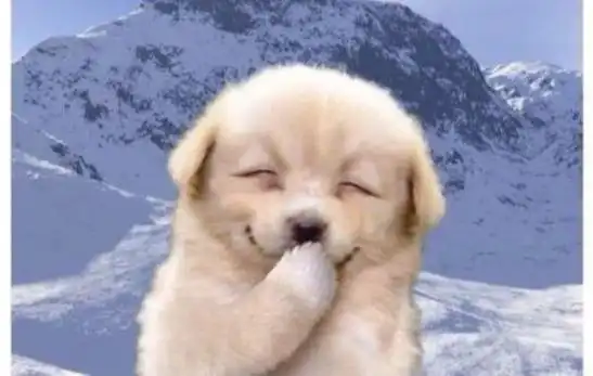 记得那只捂嘴笑的小奶狗表情包吗,找到前面2张图啦