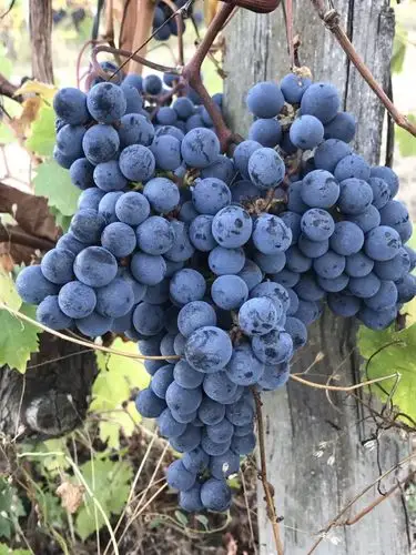 用最饱满的葡萄酿造最用心的葡萄酒_波尔多