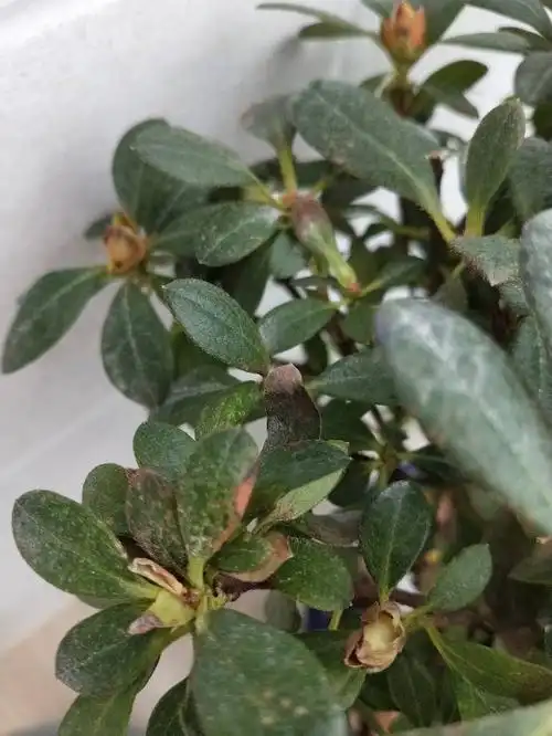 我的杜鹃怎么了,花苞打不开,发枯,叶片有锈斑