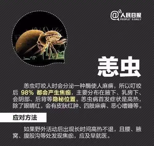 杀蜱虫最彻底的方法(除蜱虫最简单方法)(图10)