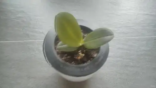 尽快下单 蝴蝶兰苗 盆 土 - whs1934