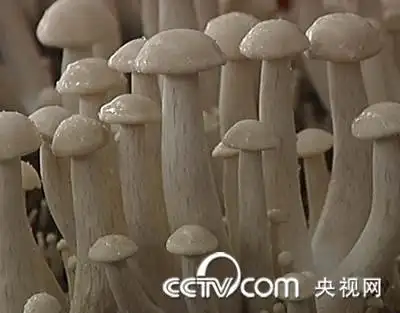 江山市食用菌产业办公室 主任 杨明华:我们利用金针菇的废料来栽培金