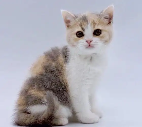 英短三花猫找新家坐标北京