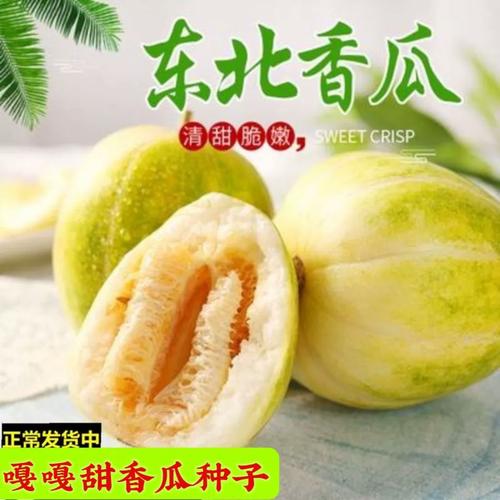 嘎嘎甜东北香瓜种子黄甜瓜水果种子春秋易种含糖量高农家老品种