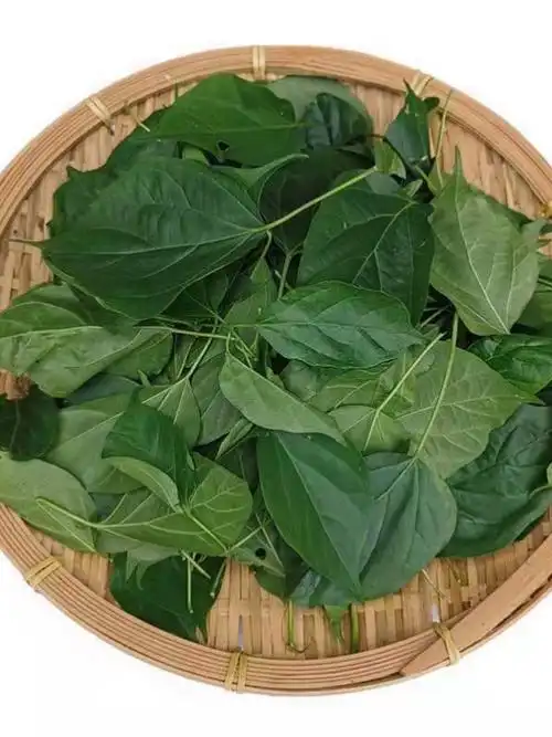 神仙豆腐绿凉粉斑鸠叶树叶特色菜凉拌菜即食半成品商用冷菜下酒菜