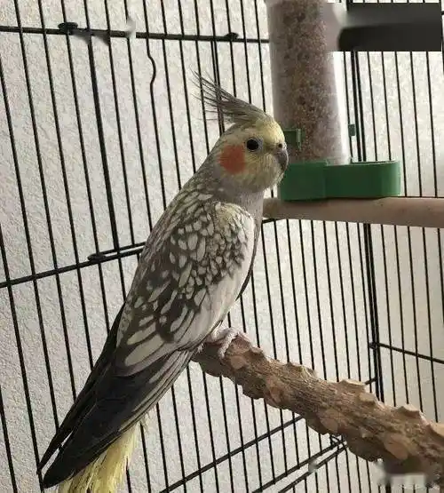 玄凤鹦鹉有哪些品种如何区分公母什么是派特趴度