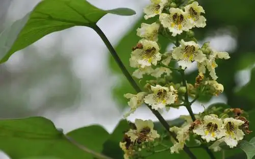 一株青桐树,千叶绿云起.