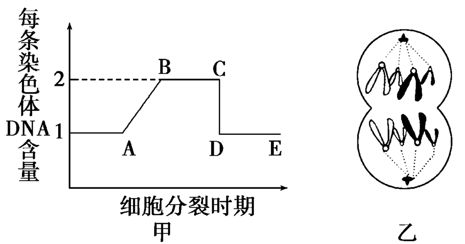细胞增殖习题答案