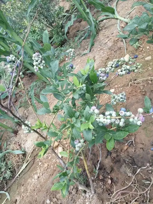 文山蓝莓苗品种营养钵芬媞蓝莓苗.