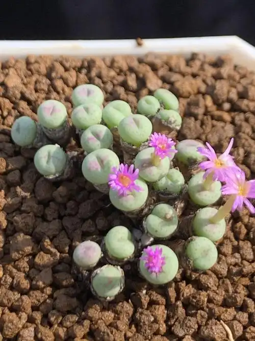 多肉星空花园植物番杏科纽扣母本群生一物一拍多肉植物