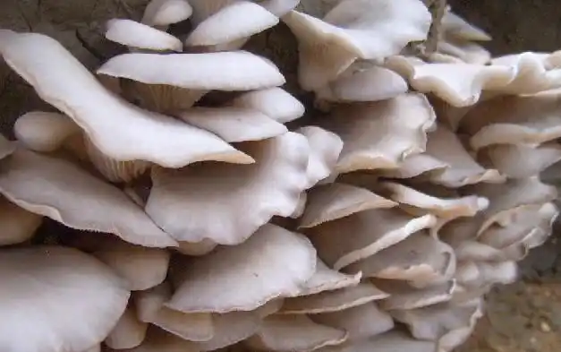 石家庄平菇基地,平菇批发厂家,河北平菇供应