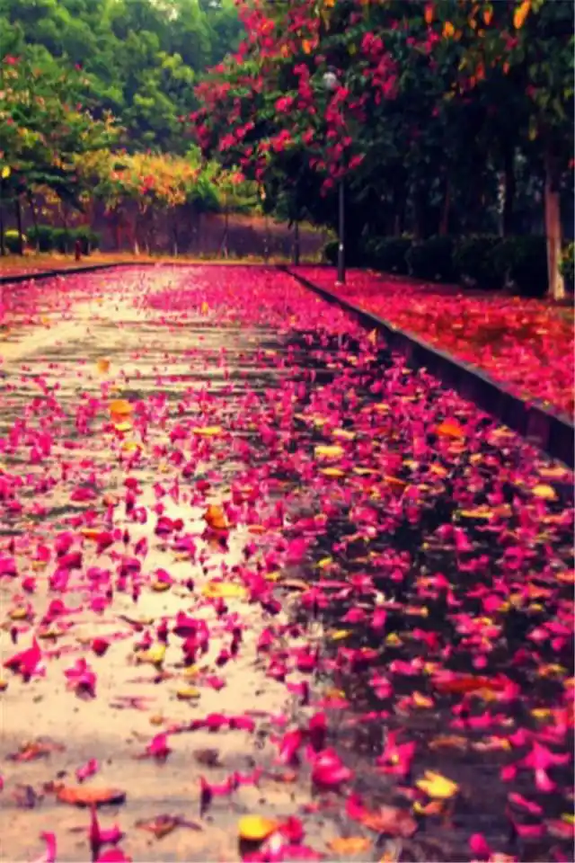 唯美落花清新花卉风景摄影手机壁纸下载