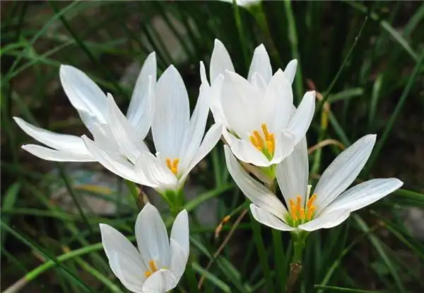 葱兰和韭兰的区别 学会这样区分葱兰和韭兰再也不会认错了