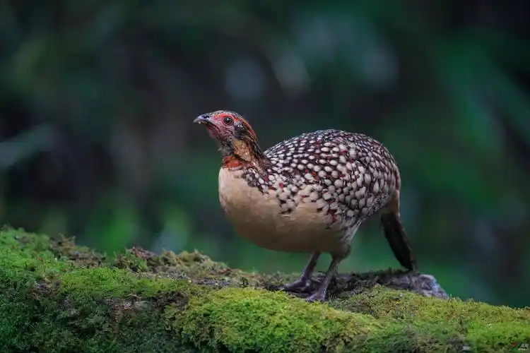 角鸡- 黄腹角雉 cabots tragopan