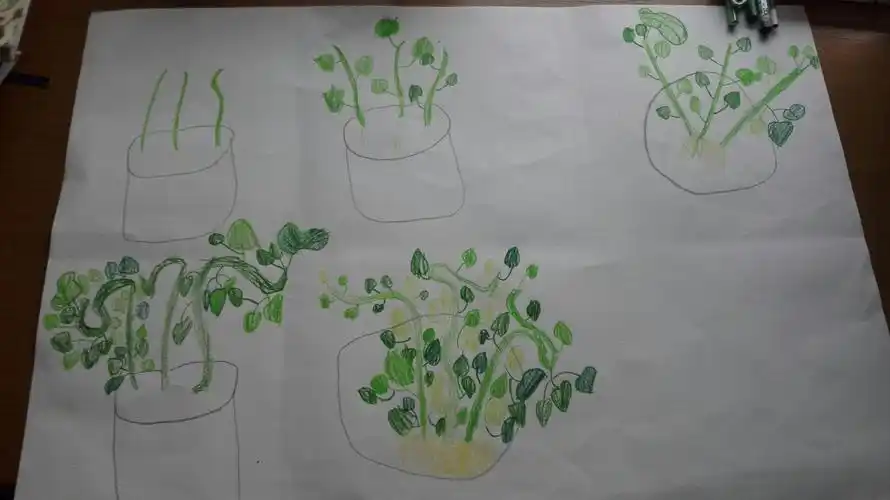 许国寅把山芋苗生长发展过程绘画成一幅图.