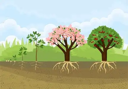 树木从种子生长的阶段. 樱桃树的生命周期. 根系的树照片