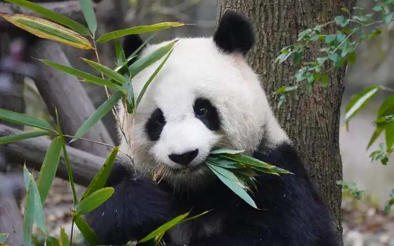 活动  【大熊猫北川】北川有佳熊,绝世而独立