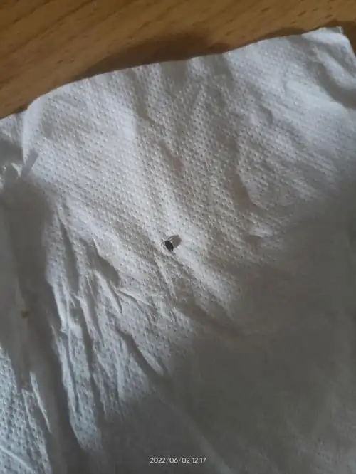 这个是什么虫子是蟑螂吗