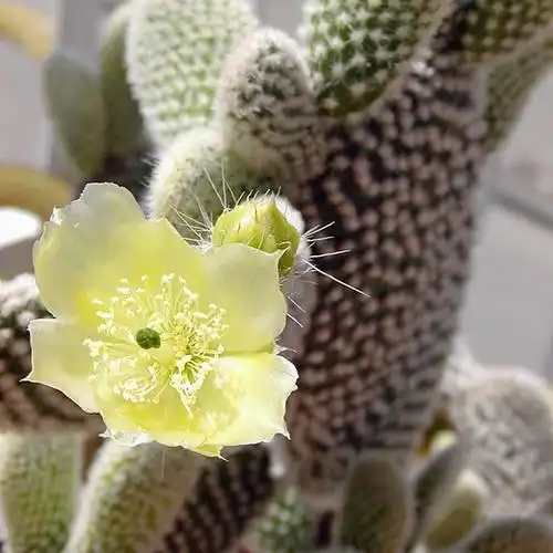 植物员外 白毛掌 红毛掌 黄毛掌 可爱米奇造型 团扇仙人球仙人掌