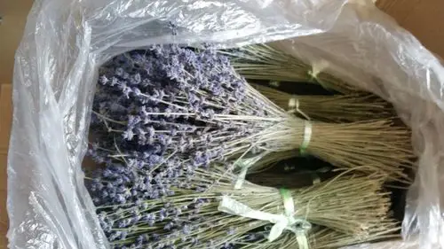 太空蓝薰衣草花束树枝