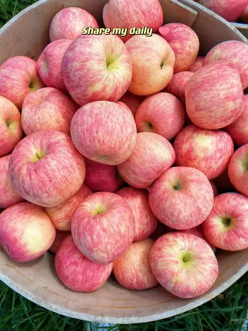 苹果96好看又好吃的苹果96皮薄脆甜多汁呀#大爱水果季  #新鲜水果